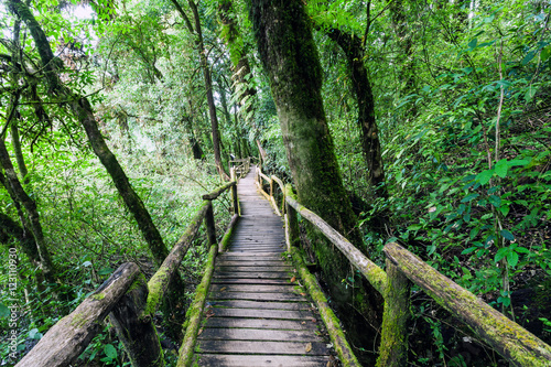 Beautiful rain forest at Angka nature trail in Doi Inthanon national park  Thailand soft focus.