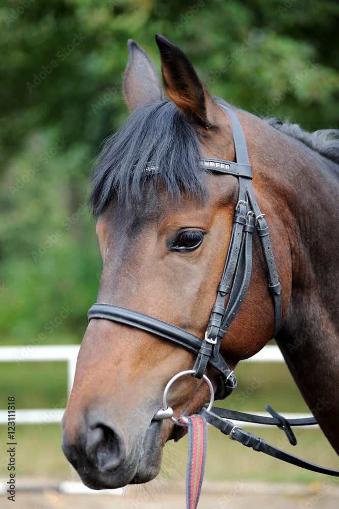 Fototapeta premium Portrait of a curious quarter horse mare