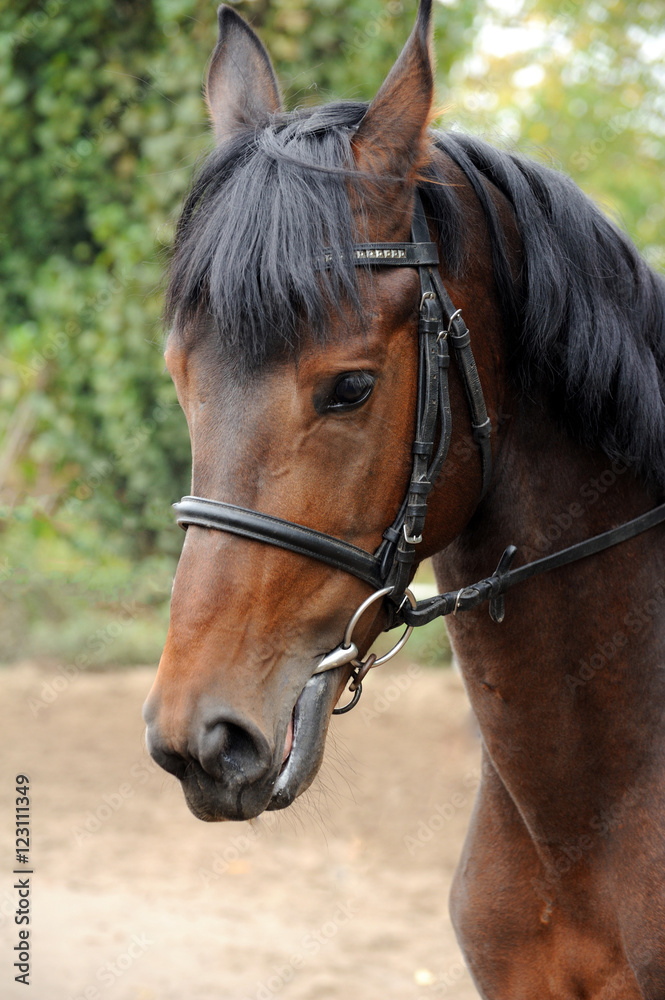 Portrait of a curious quarter horse mare Portrait of a curious quarter horse mare