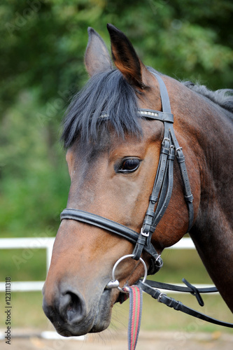 Portrait of a curious quarter horse mare