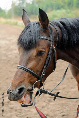 Portrait of a curious quarter horse mare © Pavlo Burdyak
