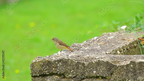 Two common nightingales playing on the concrete wall and green background