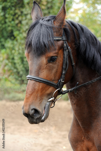 Fototapeta Naklejka Na Ścianę i Meble -  Portrait of a curious quarter horse mare