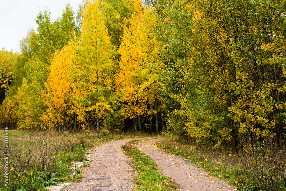 Fototapeta premium A small road in the forest in autumn day