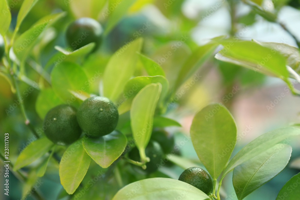 Unripe tangerines on branch, closeup Unripe tangerines on branch, closeup