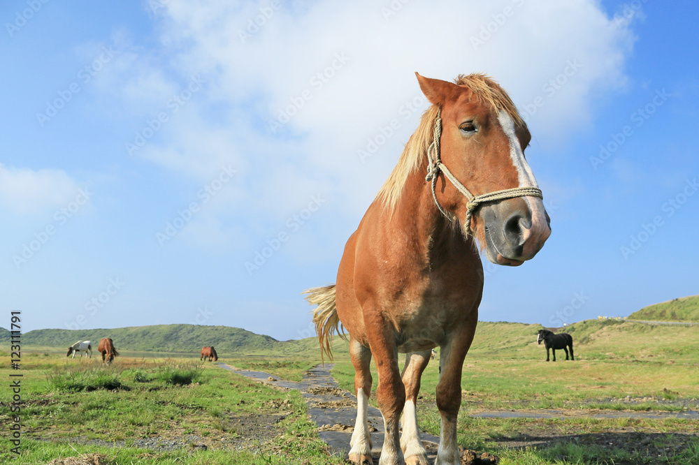 Obraz premium 草千里ヶ浜の馬