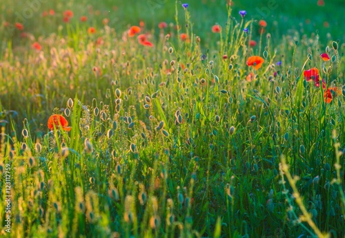 Fototapeta Naklejka Na Ścianę i Meble -  Summer Poppy Meadow
