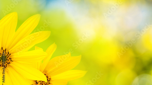 Slika na platnu yellow flower on green background