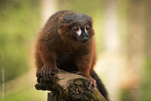Front view portrait of adult male red-billied lemur