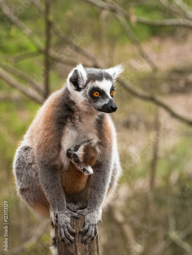 Portrait of adult lemur katta (Lemur catta) with cub