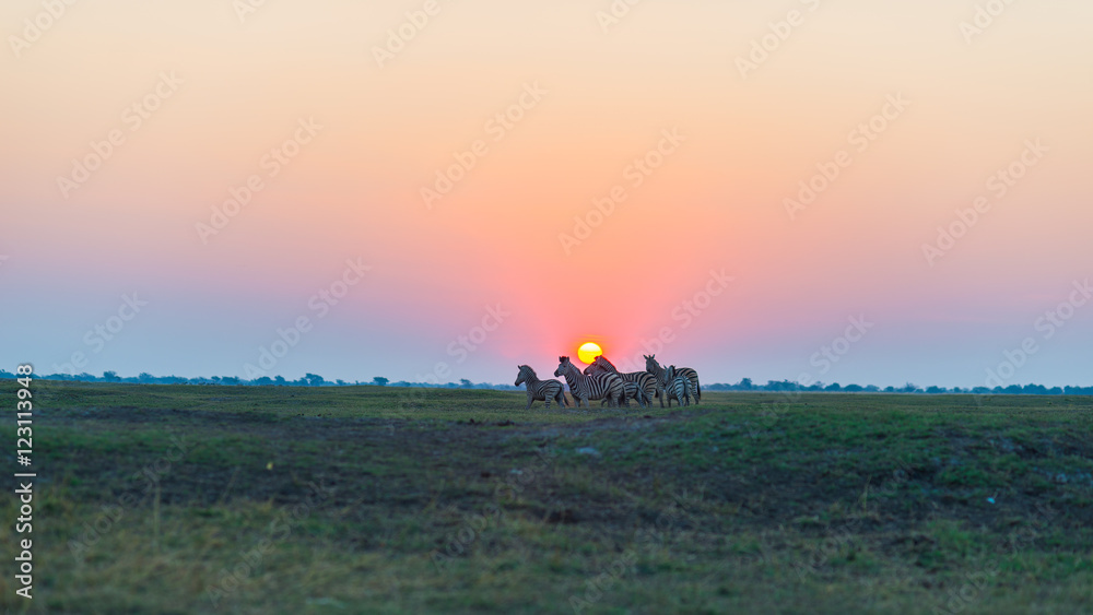 Herd of Zebras walking in the bush in backlight at sunset. Scenic colorful sunlight at the horizon. Wildlife Safari in the african national parks and wildlife reserves. Herd of Zebras walking in the bush in backlight at sunset. Scenic colorful sunlight at the horizon. Wildlife Safari in the african national parks and wildlife reserves.