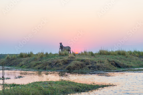 Zebras walking on Chobe River bank in backlight at sunset. Scenic colorful sunlight at the horizon. Wildlife Safari and boat cruise in the Chobe National Parks, Namibia Botswana border.