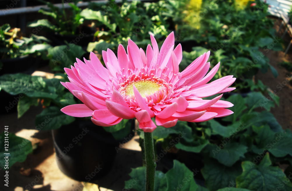 .Flowers planted in a pot. Gerbera. .Flowers planted in a pot. Gerbera.