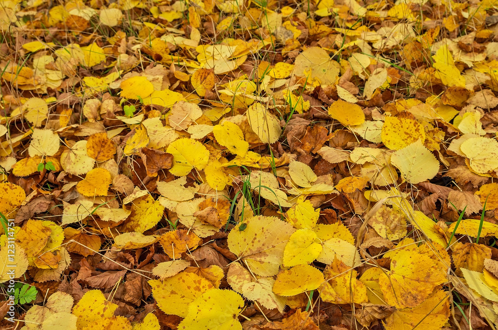 Floor covered linden foliage Floor covered linden foliage