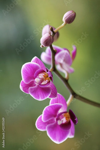 Orchidea na zielonym tle