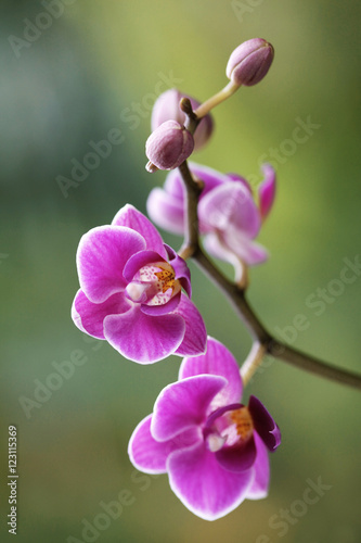 Fototapeta Naklejka Na Ścianę i Meble -  Orchidea na zielonym tle