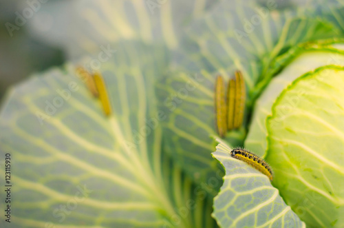 shaggy caterpillars of the cabbage butterfly on cabbage leaf. photo