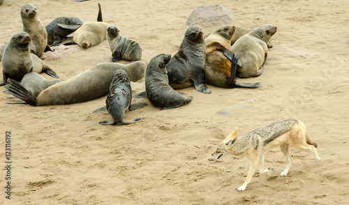 Jackall and seals, Skeleton Coast, Walvis bay, Namibia photo