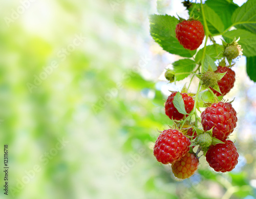 Fotografia Raspberries in the sun on natural background. Close-up.