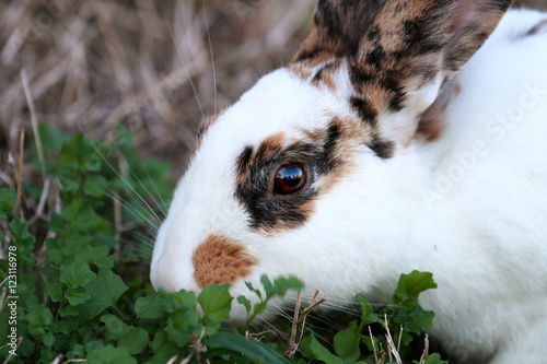 Pet bunny feeding outdoors.