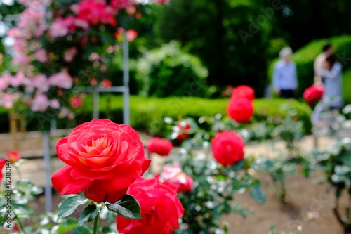 大輪の薔薇と観光客