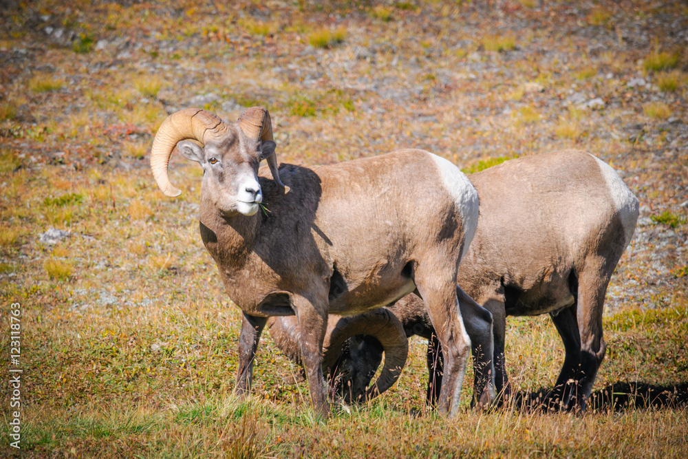 Fototapeta premium Rocky Mountain Bighorn Sheep (Ovis canadensis)