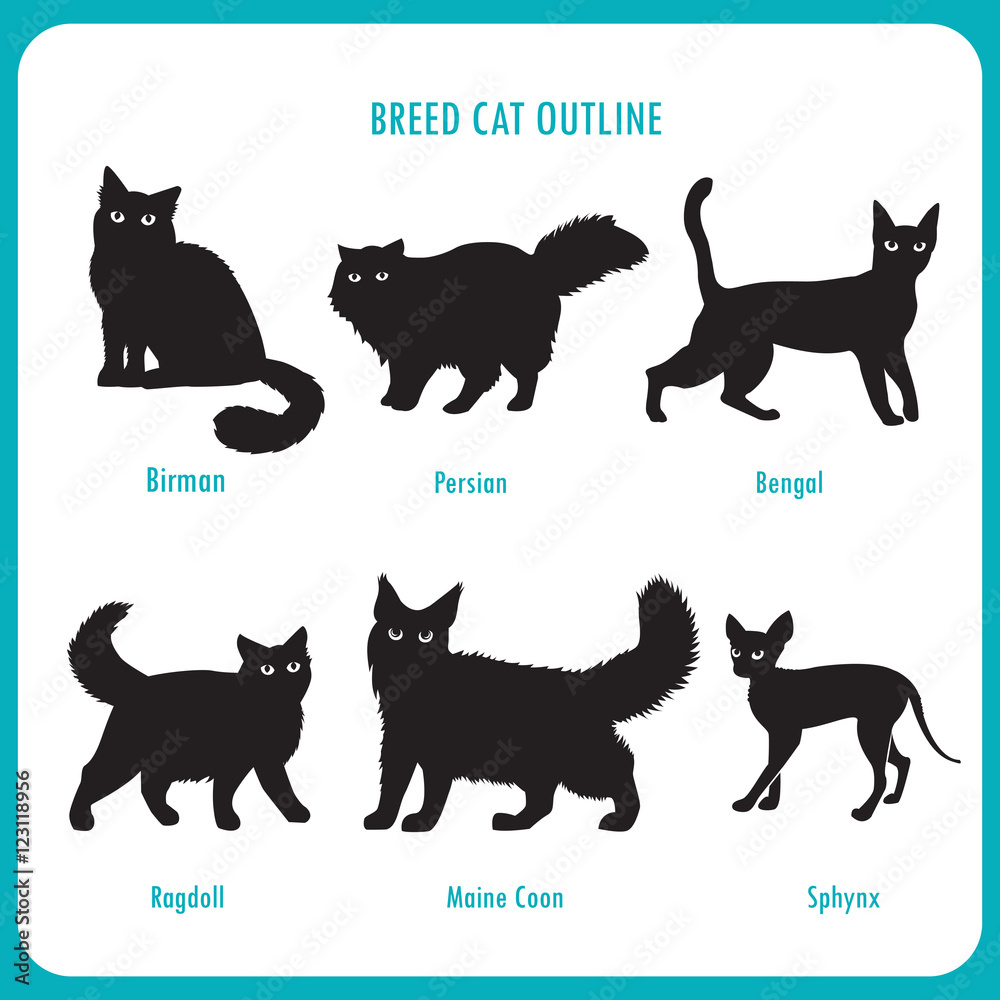 Breed Cat Outline Icons. And White Vector On A White Background. Bengal, Birman, Persian, Ragdoll,
