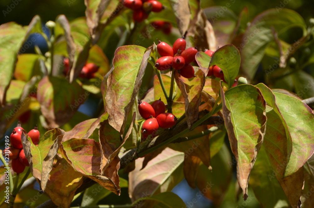 Obraz premium 열매