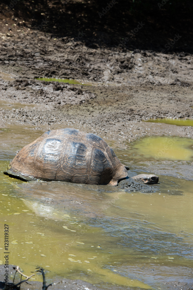 Fototapeta premium ゾウガメ