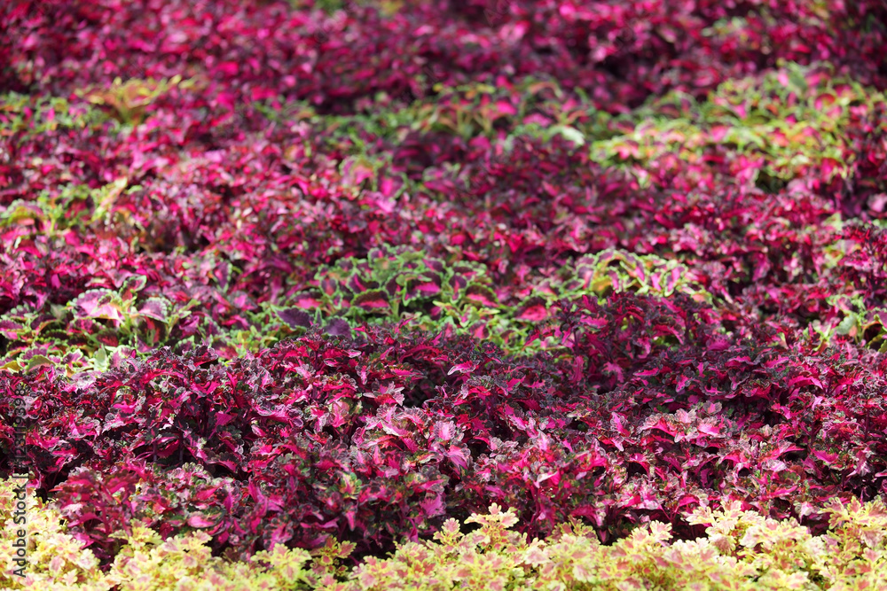 Obraz premium garden of painted nettle plant