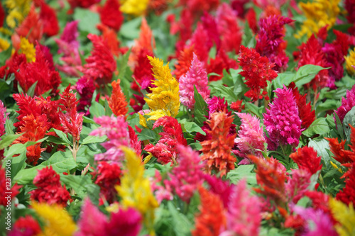 colorful celosia flower © sakhorn38
