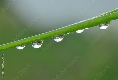 water drops on the green grass