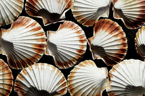 Upturned shells of scallops