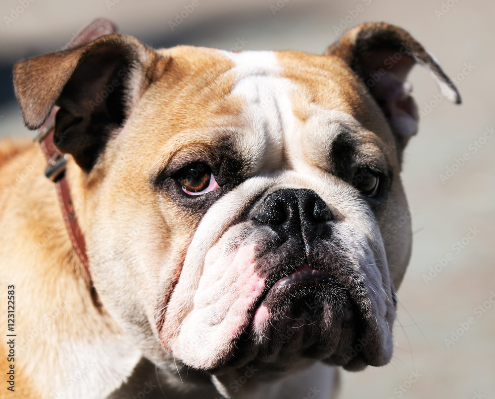 Bulldog portrait