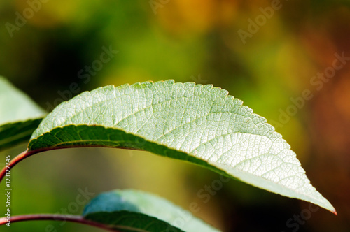 Apple tree leaf