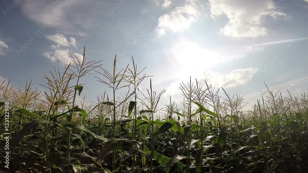 Automatic Irrigation System Over Corn Field / Agricultural irrigation equipment spraying in a green corn field. HD1080p Automatic Irrigation System Over Corn Field / Agricultural irrigation equipment spraying in a green corn field. HD1080p