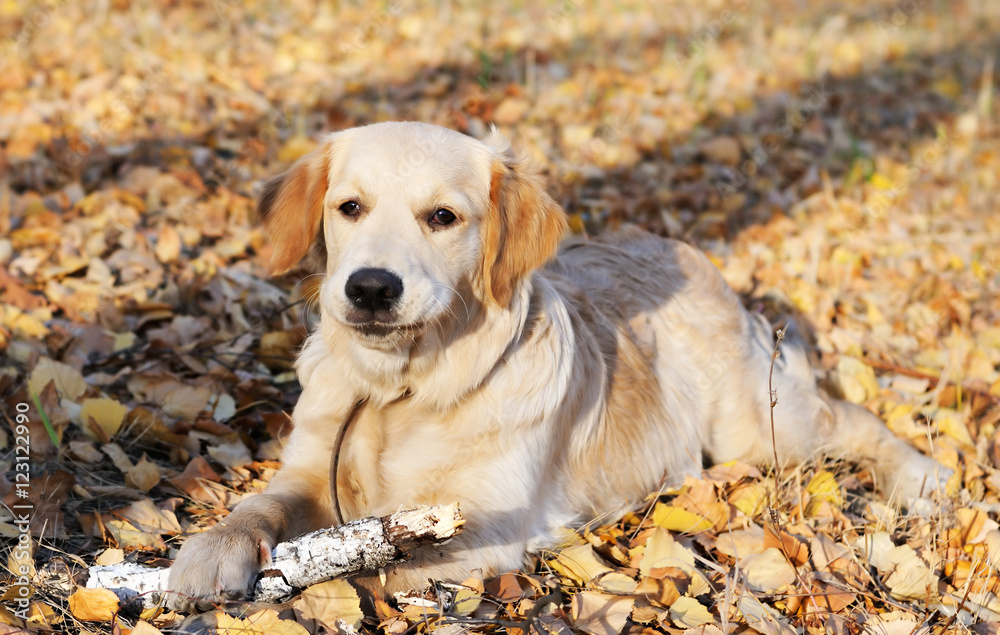 Golden Retriever