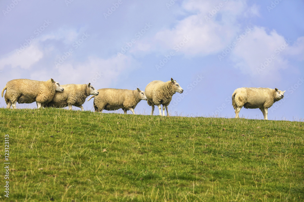 Sheep on dyke Sheep on dyke