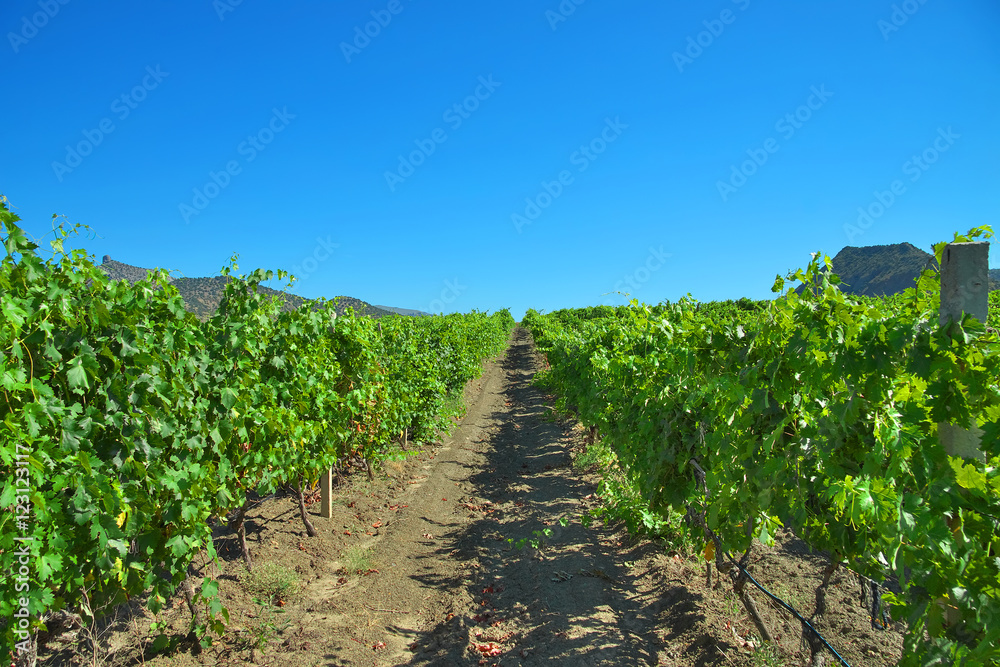Vineyard between the mountains