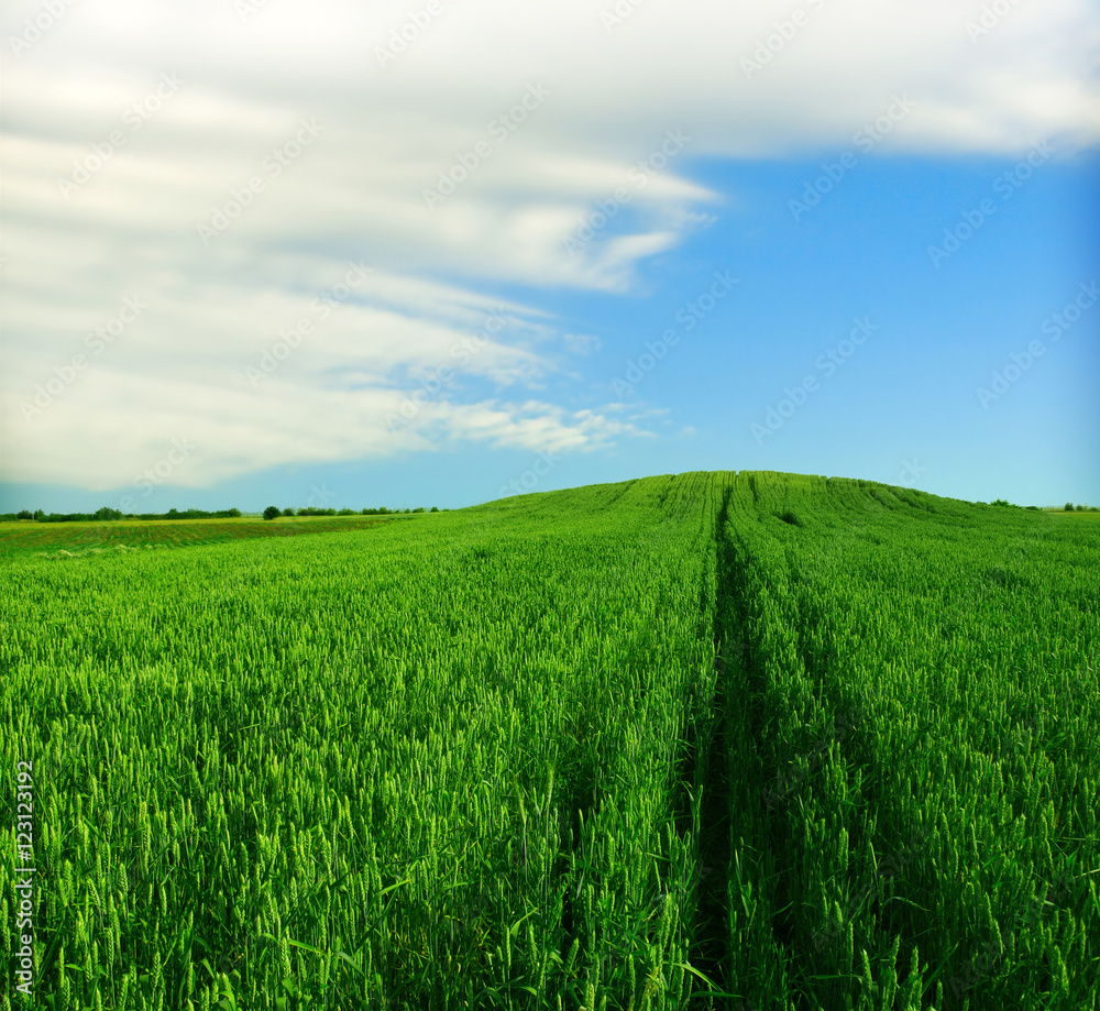 Fototapeta premium Wheat field against a blue sky