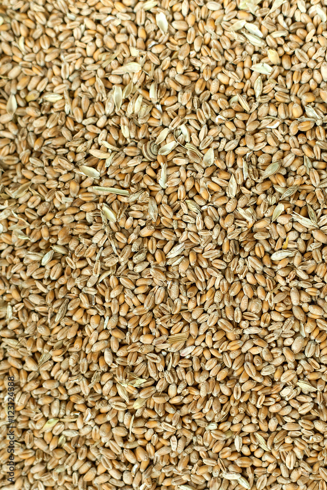 Wheat Wheat