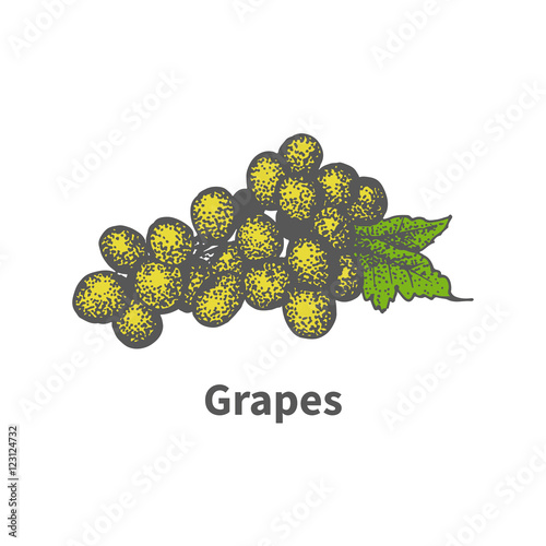 Hand-drawn yellow vine ripe grapes green leaf