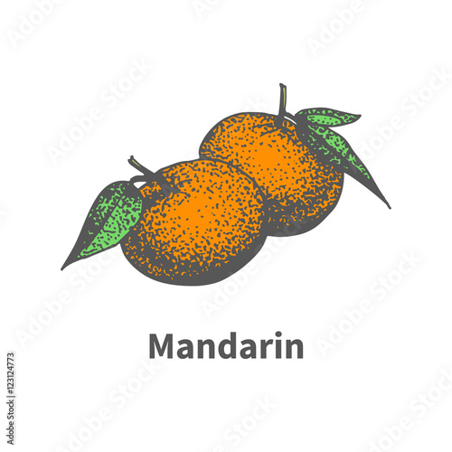 Vector drawing hand-drawn ripe juicy tangerine