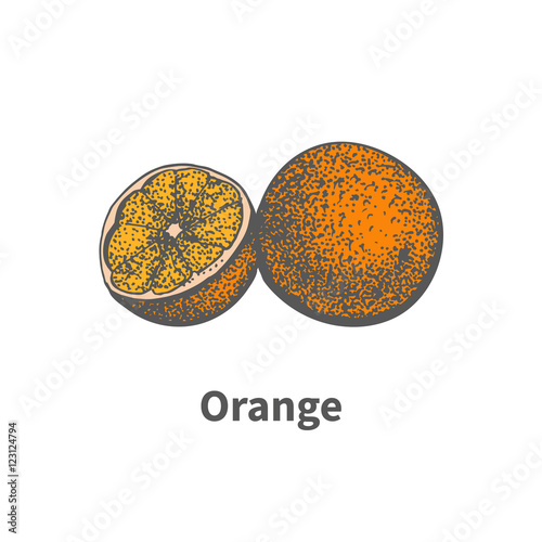 Vector hand-drawn ripe juicy orange cut piece half
