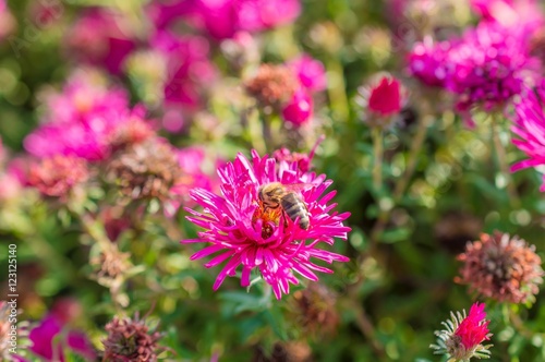 Wild pink flowers blossom in sunlight with bee