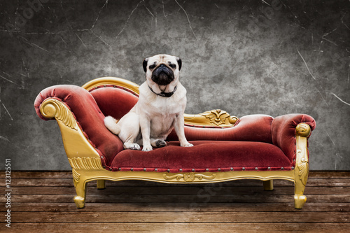 Fototapeta Naklejka Na Ścianę i Meble -  Hund sitzt auf dem Sofa - Hundehotel