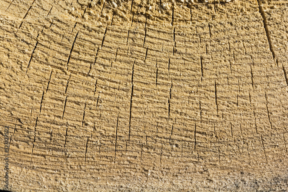 Fototapeta premium Cross section of tree as texture.