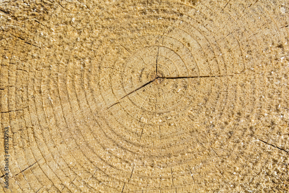 Fototapeta premium Growth rings as a texture.