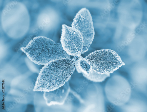 The tree leaves covered with hoarfrost in the early frosty morning