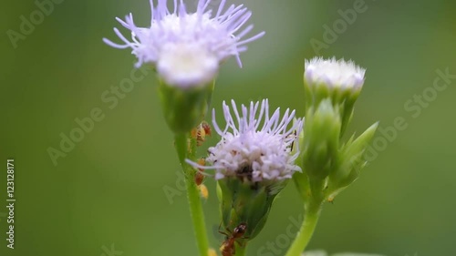 Red Ants and Small Insect Walk on The Unwanted Flora photo